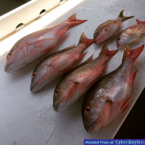 Evening Snapper Fishing