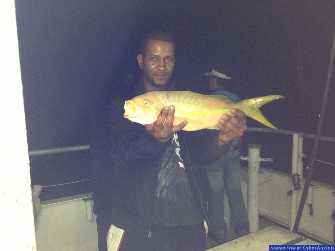 Big Yellowtail snapper