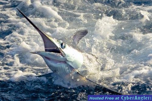 Click to Enlarge Photo