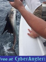 Sailfish Zach2