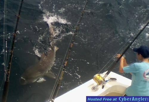 Click to Enlarge Photo