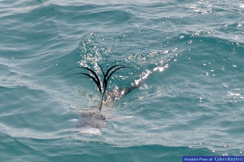 Click to Enlarge Photo