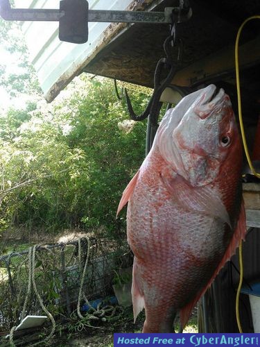 red snapper whipasnapa charters biloxi ms