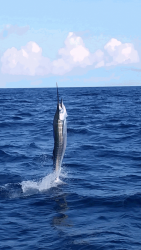 Click to Enlarge Photo