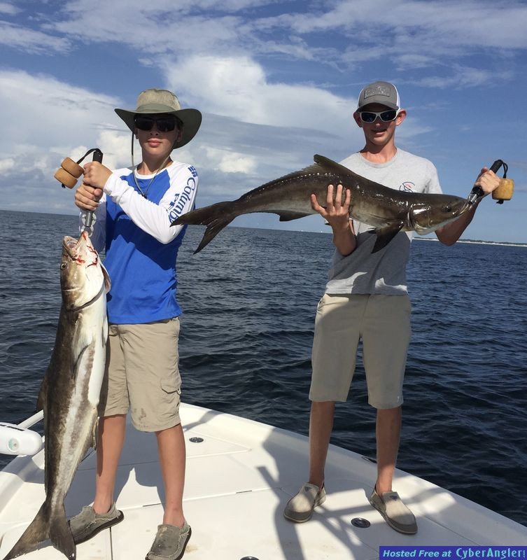 Cobia in Destin