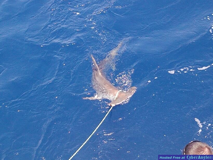 shark_jeff__Robin