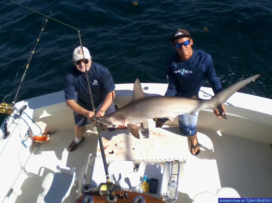 shark