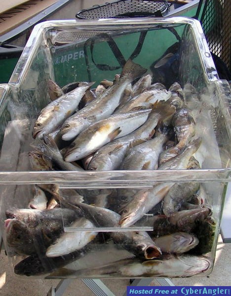 SPecks, White Trout, Southern Kingfish