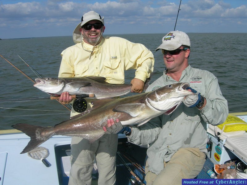 Fly caught cobia