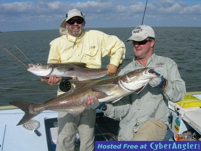 Fly caught cobia