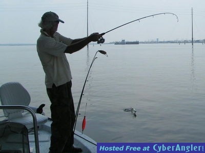 Leaping Ladyfish