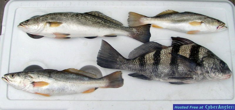 Leonards Catch