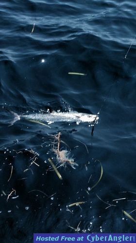 Click to Enlarge Photo