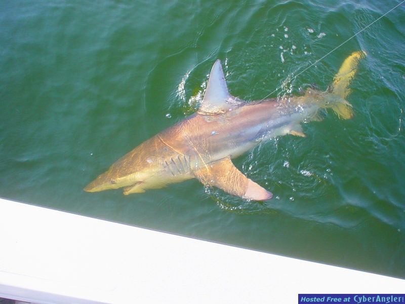 Black Tip
