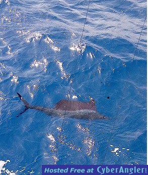 Sailfish_Thomas