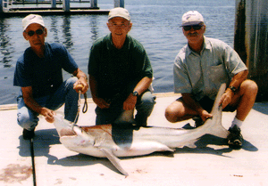 hatch-shark
