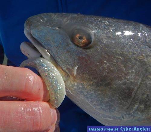 Click to Enlarge Photo