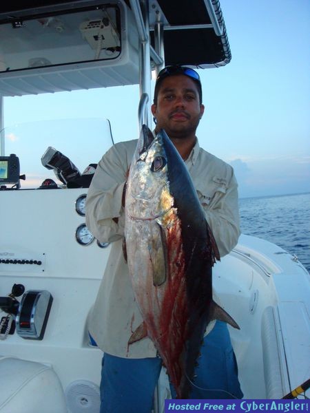 Black Fin Tuna
