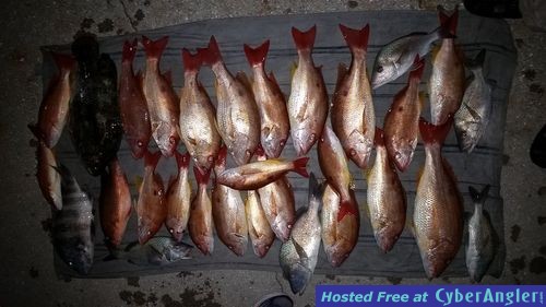 Mytarpon.com snapper tripletail fishing guide