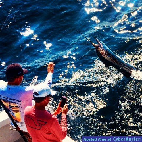 Islamorada_jumping_sailfish_Captain_Easy_Charters