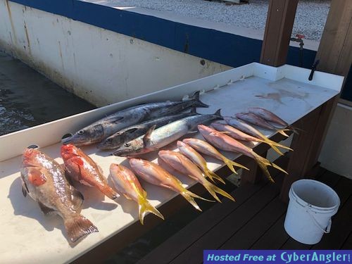 keepers and Sailfish Release