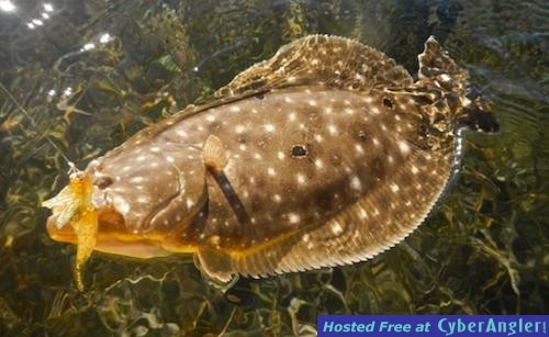 Click to Enlarge Photo