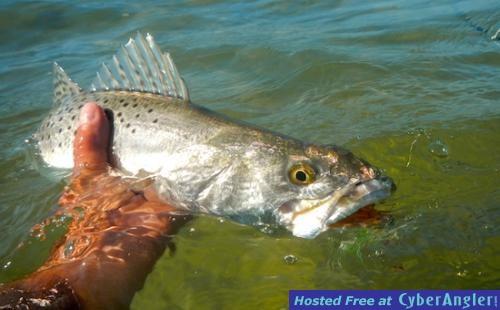 fly_seatrout