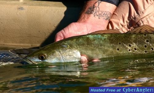 seatrout_release