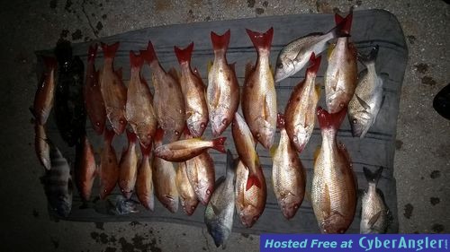 Mytarpon.com snapper tripletail fishing guide