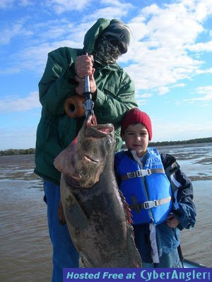 Goliath in shallow water