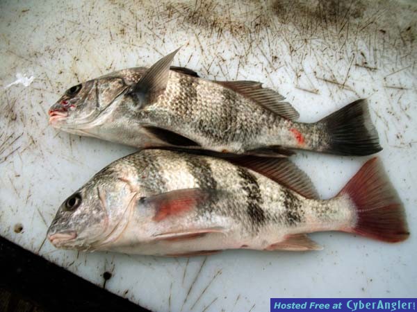 blackdrum_small