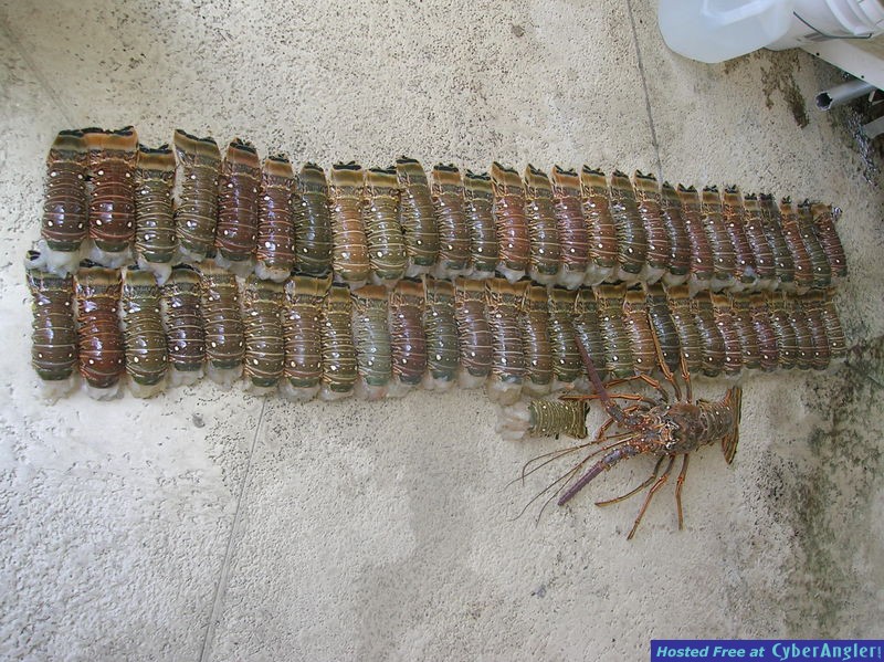 Lobster_2008_009