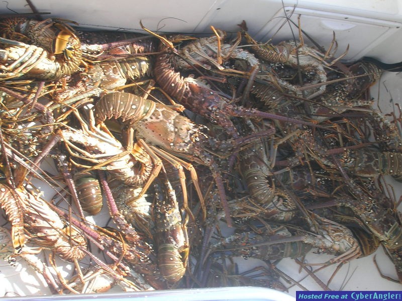 Lobster_2008_007