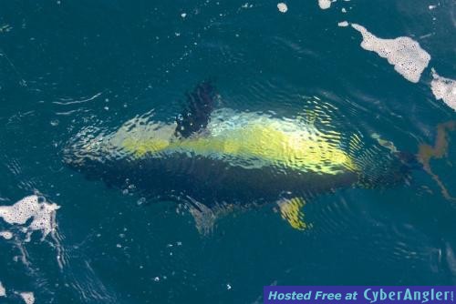 Click to Enlarge Photo