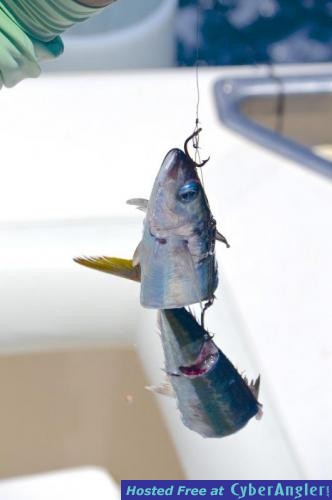 Click to Enlarge Photo