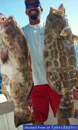 Nice_pair_of_groupers_caught_by_Mick_on_the_New_Lattitude_sportfishing_boat