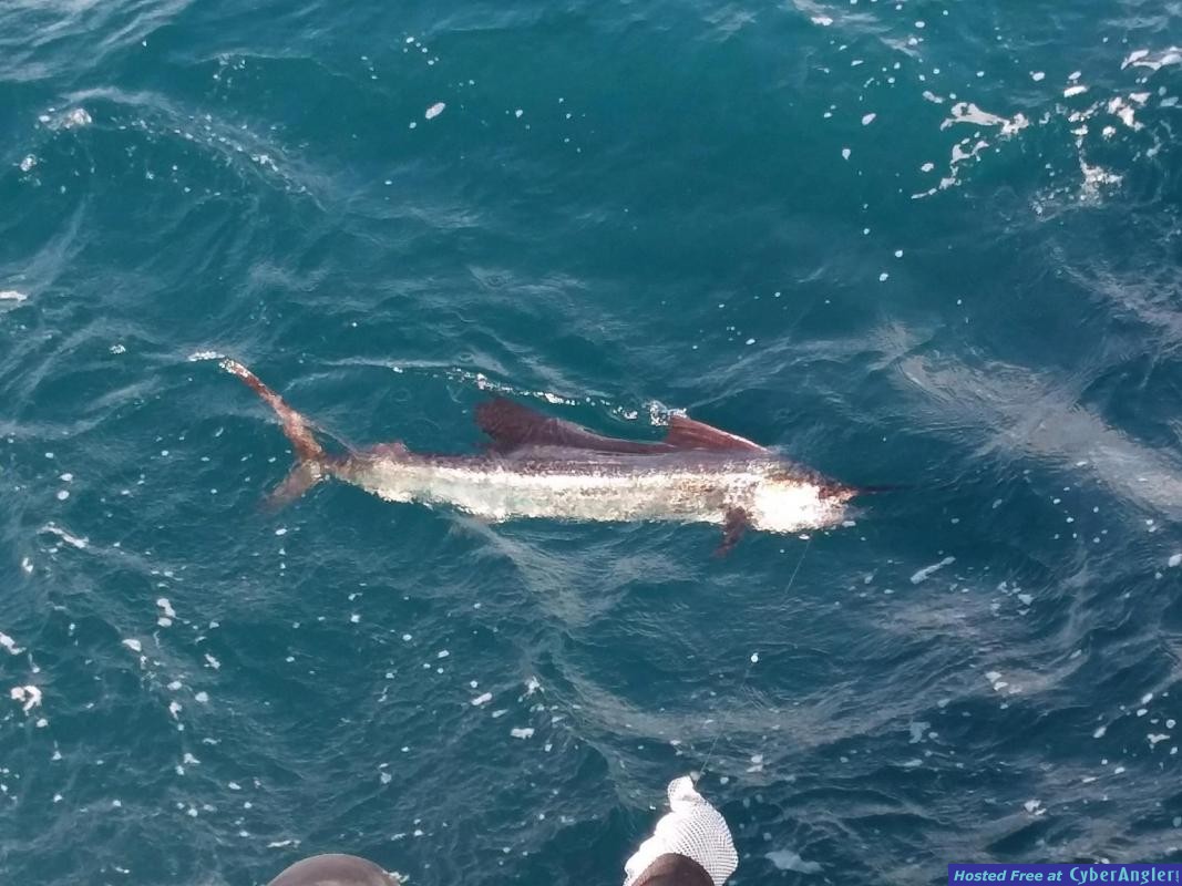 Sailfish_Hale