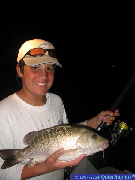 Mangrove Snapper