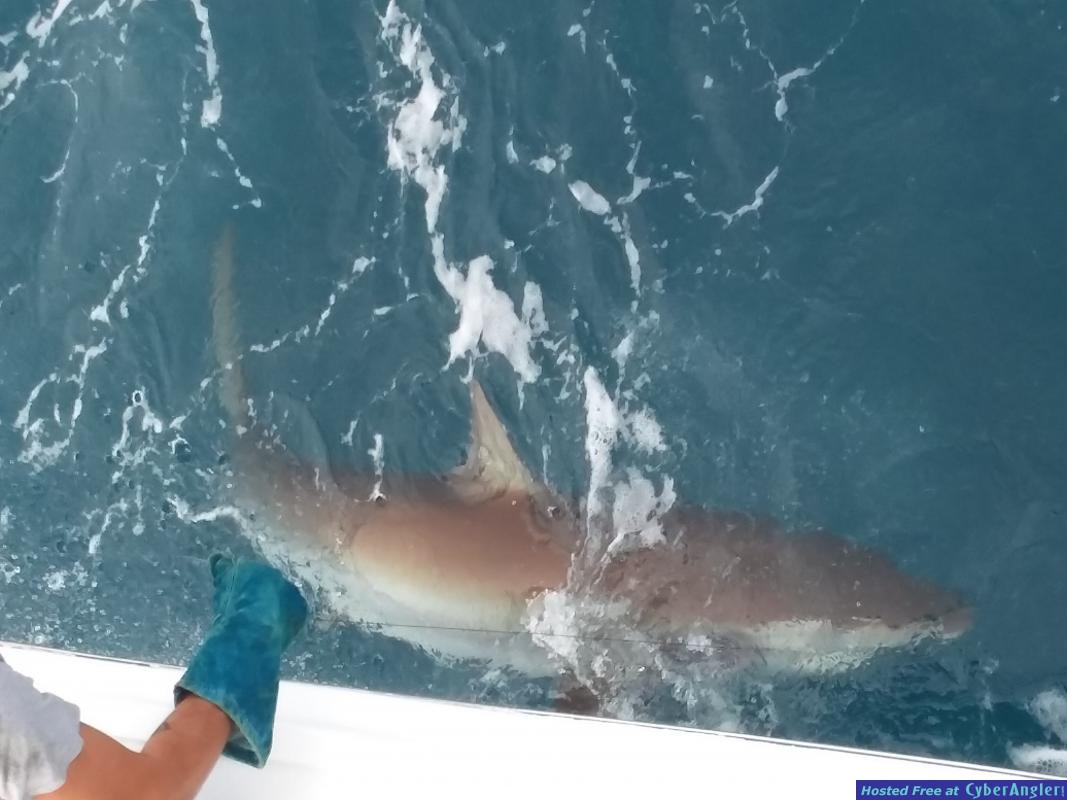 Shark_Chris