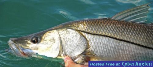 ponce_inlet_nearshore_inshore_fishing_charters