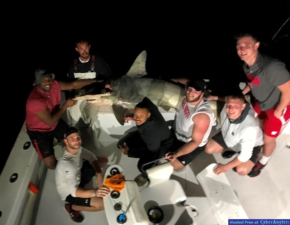 Wis_shark