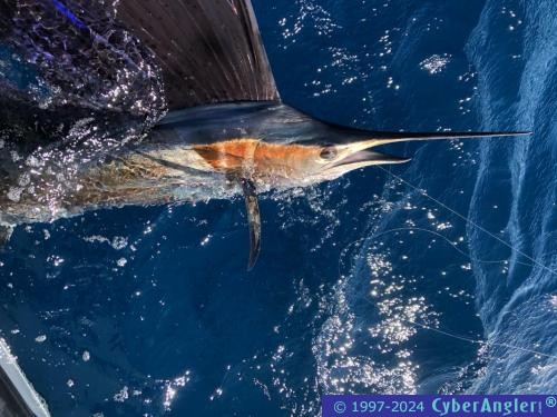 Click to Enlarge Photo