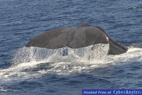 Click to Enlarge Photo