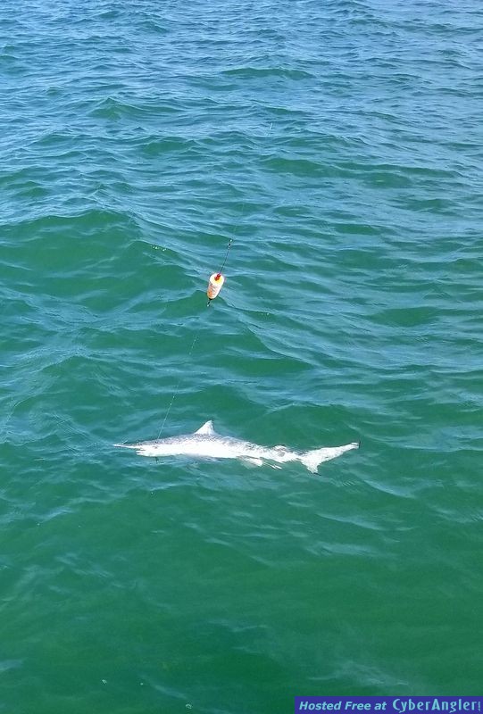 Click to Enlarge Photo