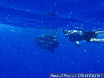 Click to Enlarge Photo