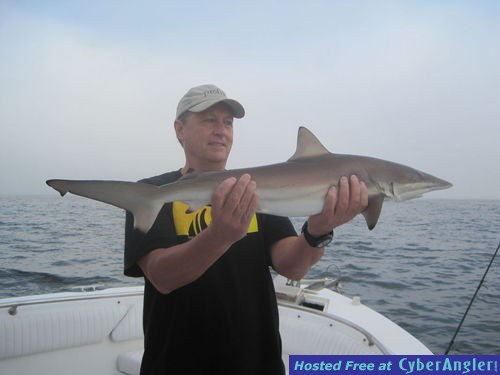 36-inch blacttip shark-Huenke