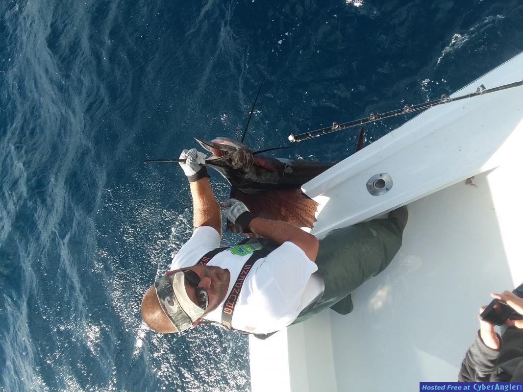 Sailfish_Felipe