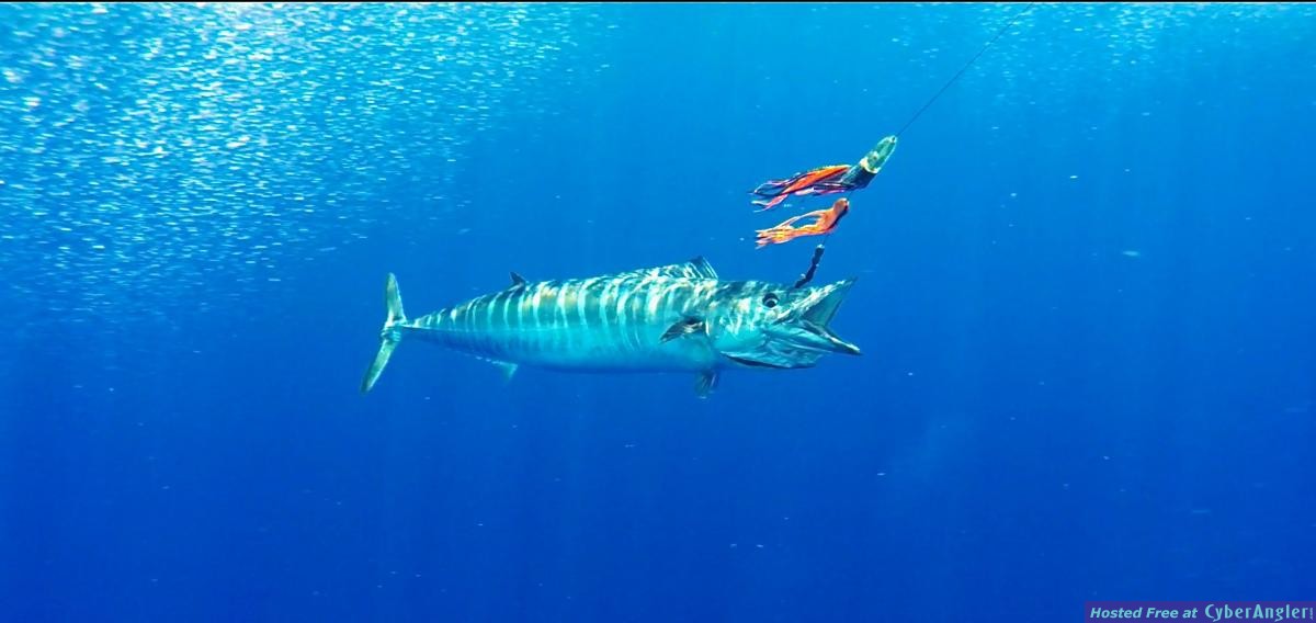 ponce_inlet_offshore_fishing_charters
