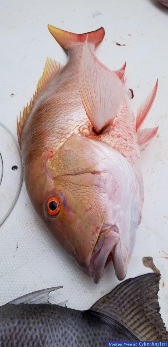 Click to Enlarge Photo