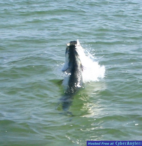 Brandons_tarpon